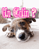 Chiot